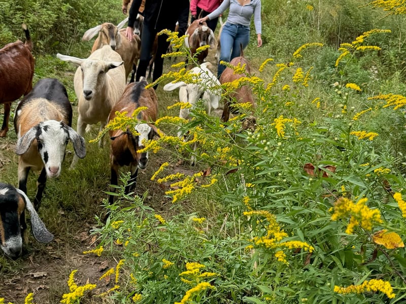 Group hiking with goats through wildflowers