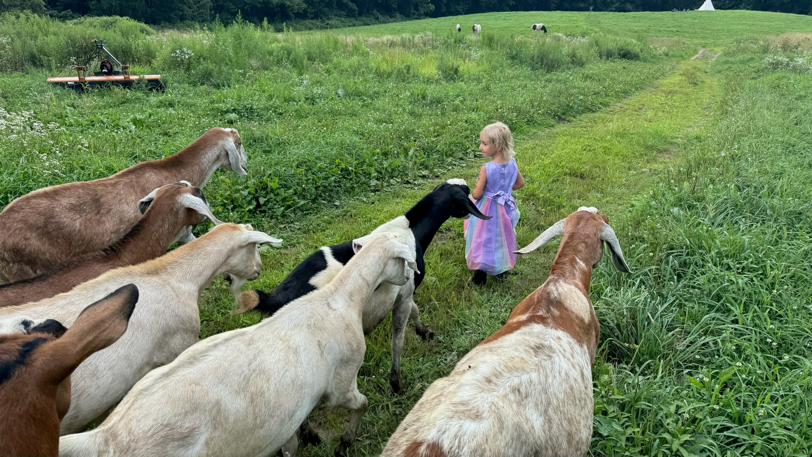 Child playing with goats