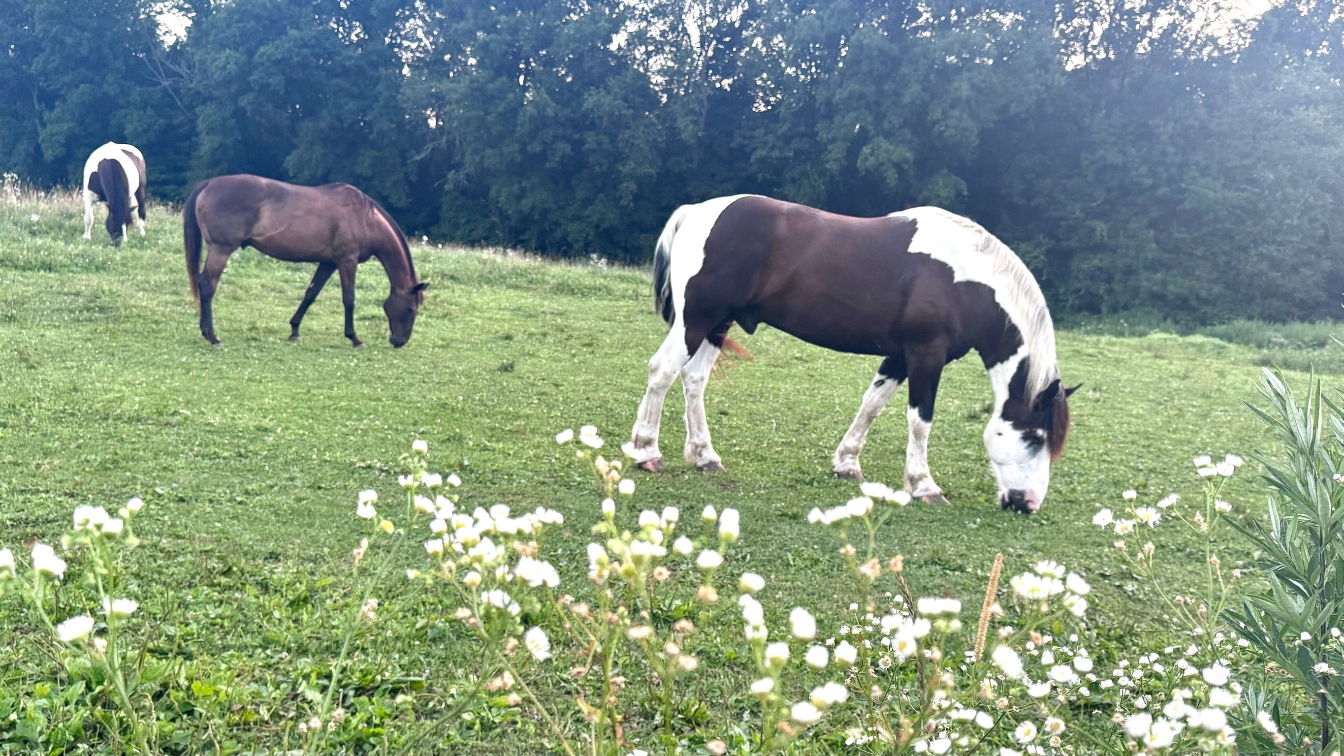 Horses grazing in a wildflower meadow
